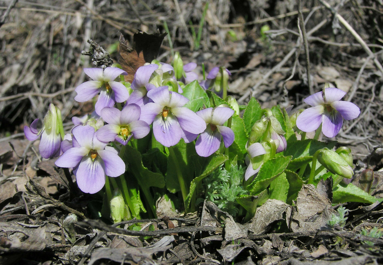 Image of Viola hirta specimen.