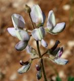 Lupinus palaestinus. Соцветие. Израиль, г. Кирьят-Оно, пустырь. 10.03.2014.