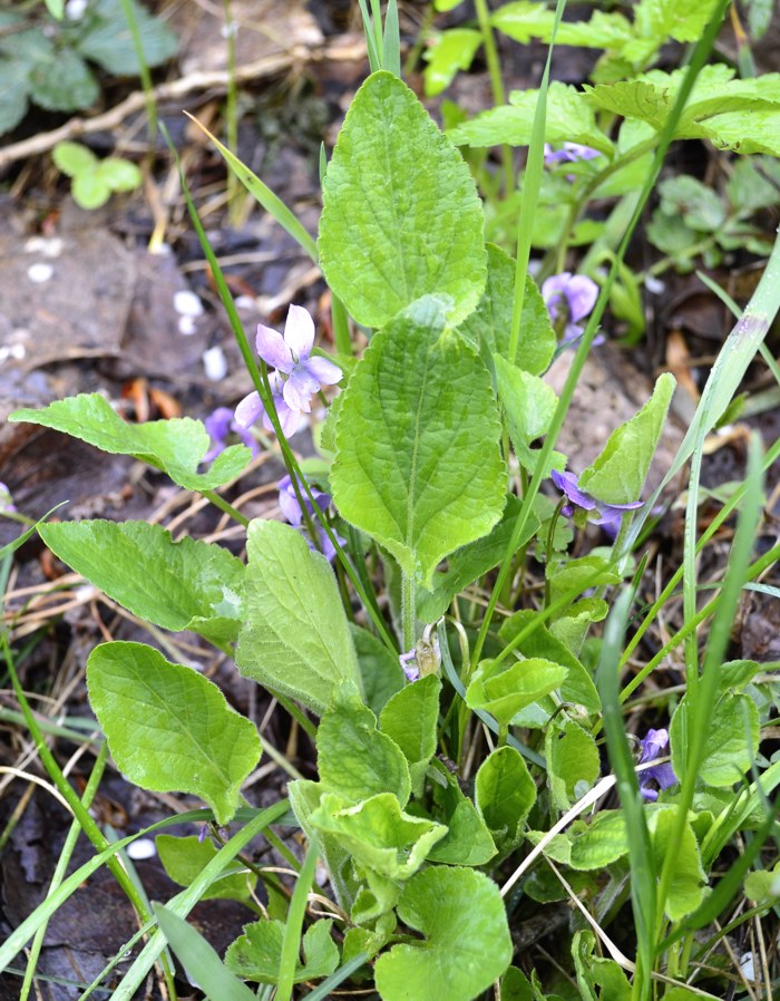 Image of Viola collina specimen.