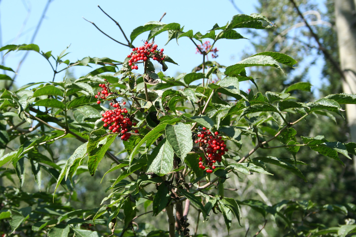 Image of Sambucus sibirica specimen.