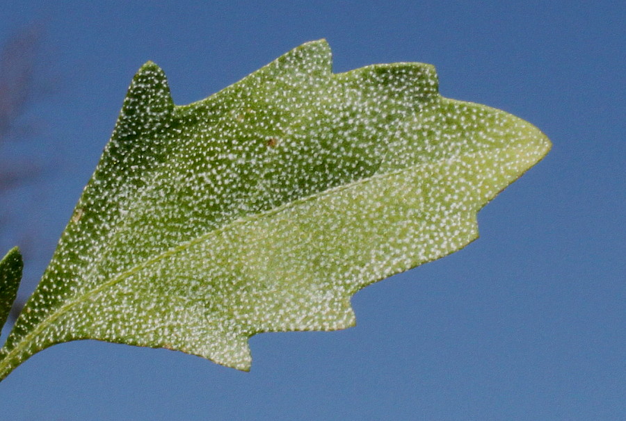 Изображение особи Baccharis halimifolia.