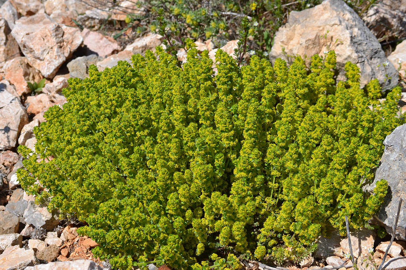 Image of Cruciata taurica specimen.