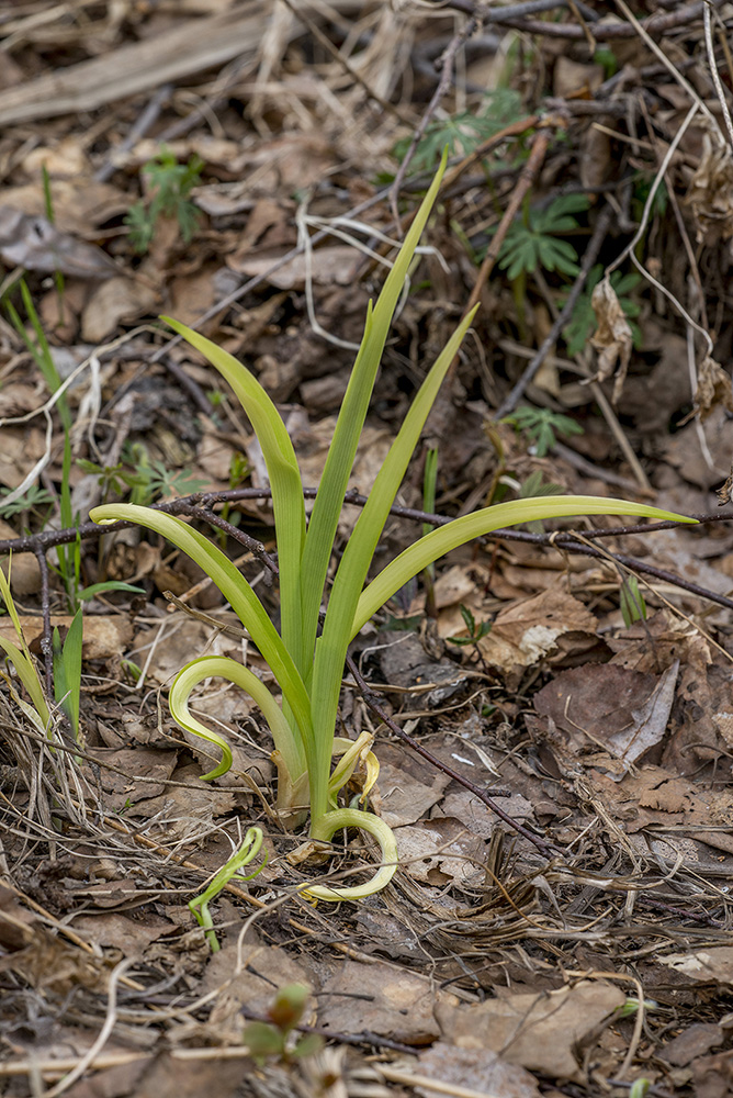 Изображение особи род Hemerocallis.