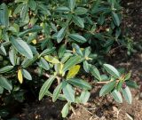 genus Daphne. Ветки с соцветиями в бутонах. Германия, г. Дюссельдорф, Ботанический сад университета. 13.03.2014.