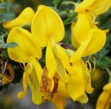 Sarothamnus scoparius. Цветки. Германия, г. Дюссельдорф, Ботанический сад университета. 28.04.2014.