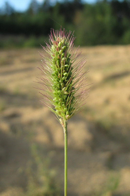 Изображение особи Setaria viridis.