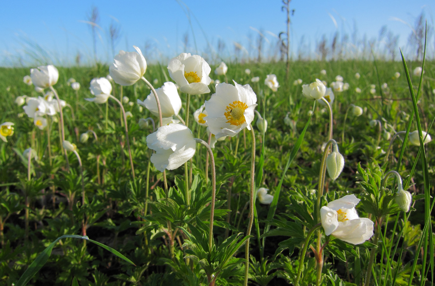 Изображение особи Anemone sylvestris.