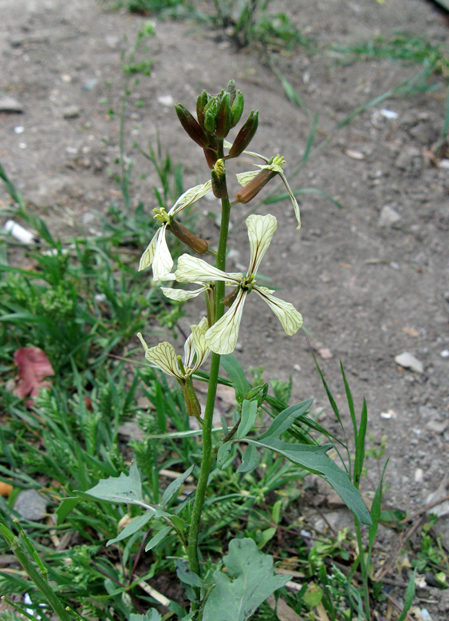 Изображение особи Eruca sativa.