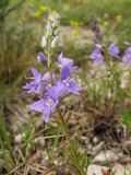 Veronica multifida. Соцветие с бутонами, цветками и завязавшимися плодами. Краснодарский край, м/о г. Новороссийск, окр. пос. Абрау-Дюрсо, можжевеловое редколесье. 26.04.2014.