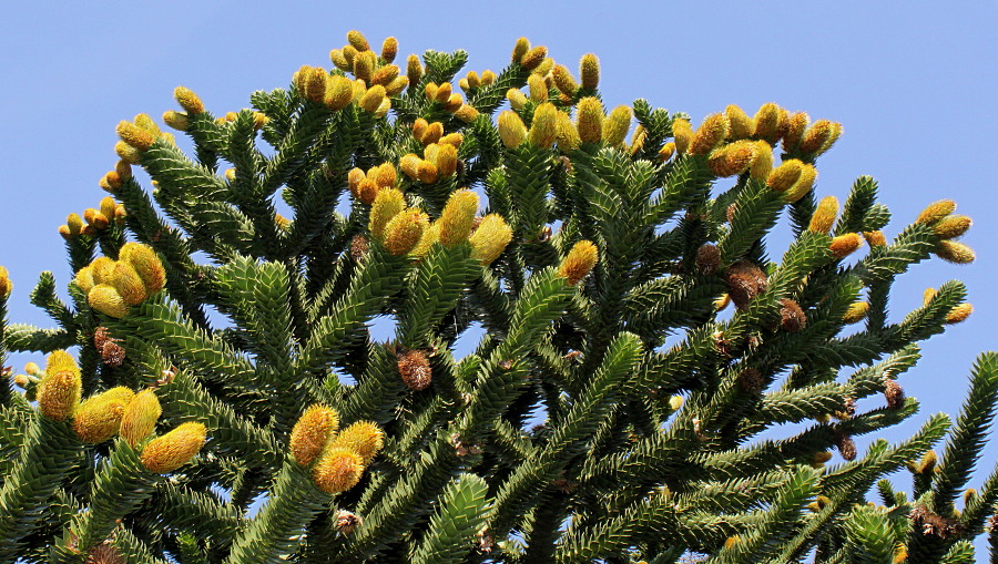 Изображение особи Araucaria araucana.