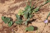 Erodium gruinum. Цветущее растение. Израиль, г. Кирьят-Оно, пустырь. 10.03.2014.