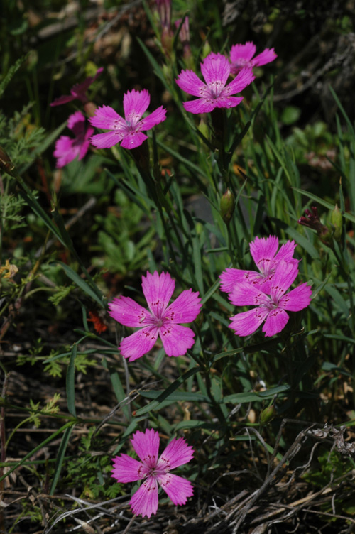 Image of Dianthus versicolor specimen.