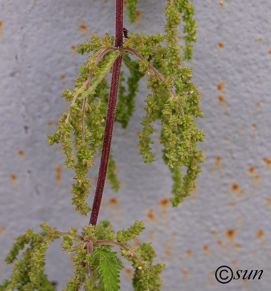 Image of Urtica dioica specimen.