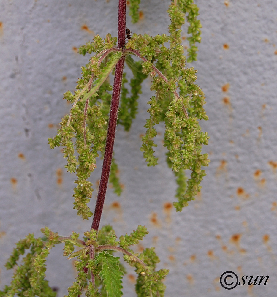 Изображение особи Urtica dioica.