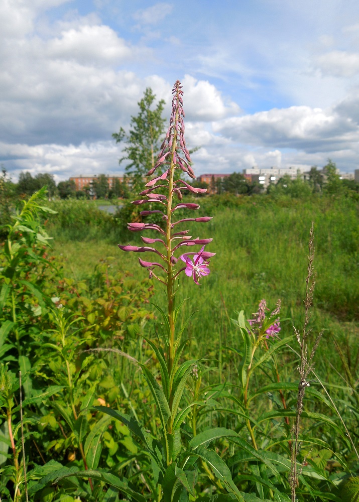 Изображение особи Chamaenerion angustifolium.