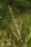 Rumex conglomeratus