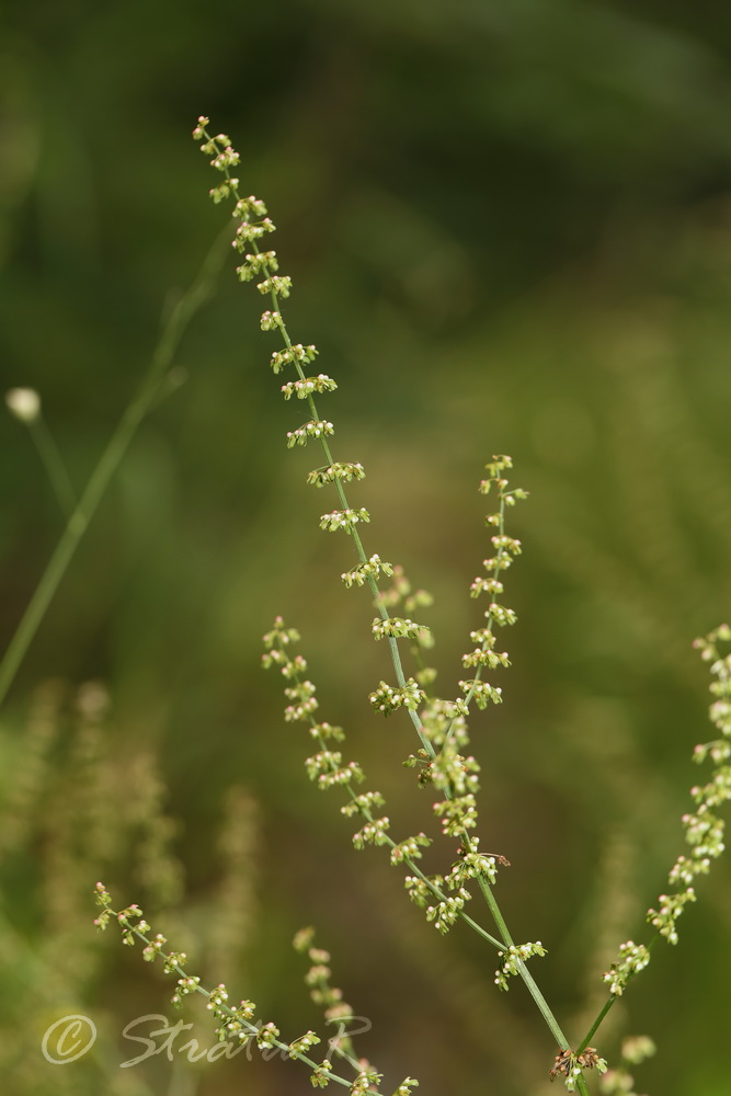 Изображение особи Rumex conglomeratus.