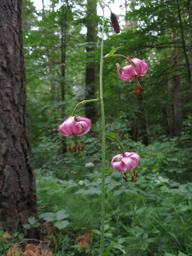 Изображение особи Lilium pilosiusculum.