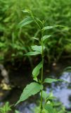 Aconogonon limosum. Верхняя часть растения. Приморский край, Шкотовский р-н, окр. пос. Шкотово, правый берег р. Шкотовки, полидоминантный долинный лес. 10.07.2014.