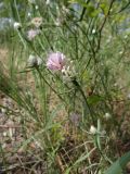Centaurea konkae