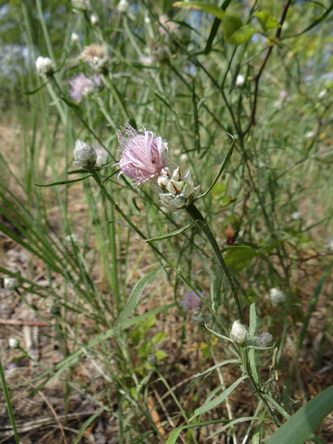 Image of Centaurea konkae specimen.