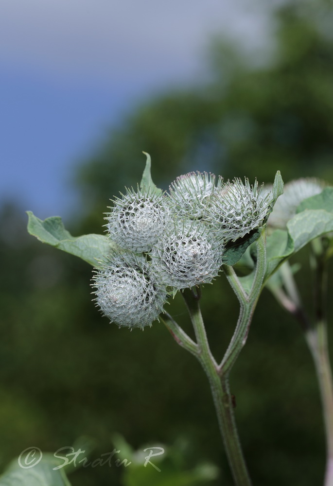 Image of Arctium tomentosum specimen.