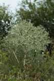 Eryngium campestre. Цветущее растение. Молдова, Криулянский р-н, окр. с. Слободзея-Дужка, пойма р. Днестр. 20.07.2014.