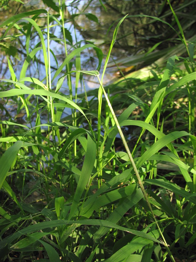 Изображение особи Leersia oryzoides.