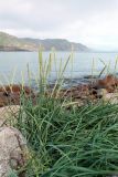 Leymus arenarius. Плодоносящее растение. Кольский п-ов, морское побережье Восточного Мурмана, губа Ярнышная. Сентябрь.