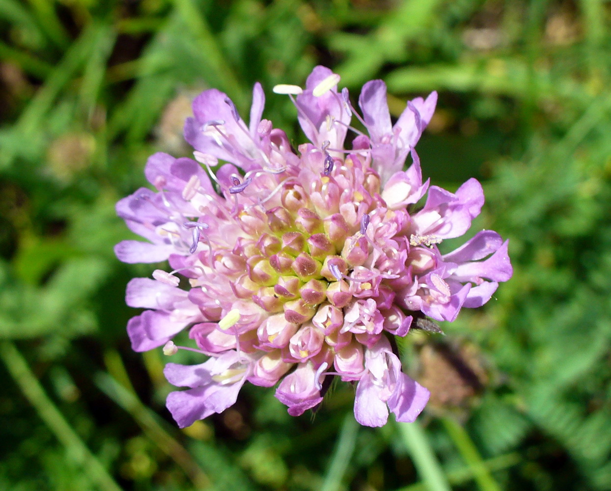 Image of Knautia arvensis specimen.