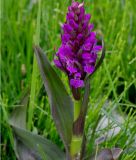 Dactylorhiza umbrosa