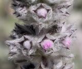 Stachys byzantina. Средняя часть соцветия с бутонами. Германия, г. Дюссельдорф, Ботанический сад университета. 03.07.2014.