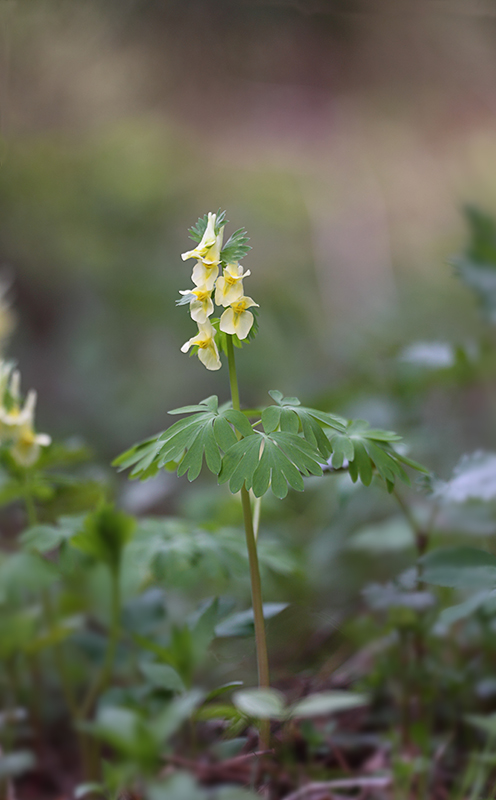 Image of Corydalis bracteata specimen.