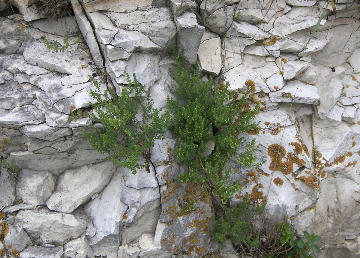 Изображение особи Galium brachyphyllum.