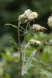 Cirsium chlorocomos