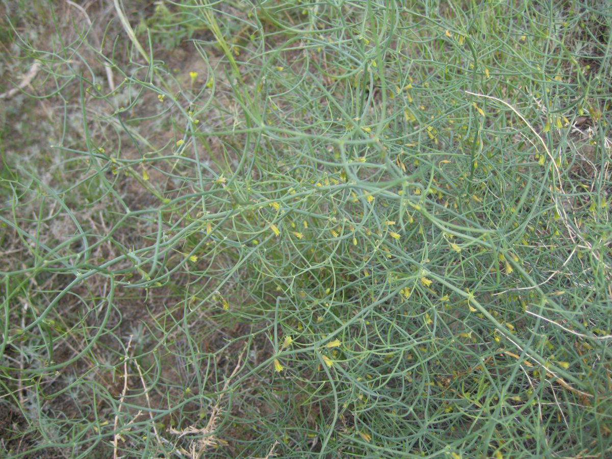 Изображение особи Asparagus angulofractus.