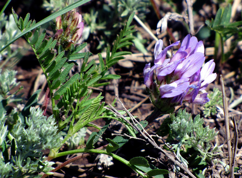 Изображение особи Astragalus agrestis.