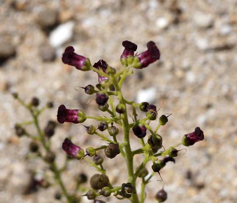 Изображение особи Scrophularia incisa.