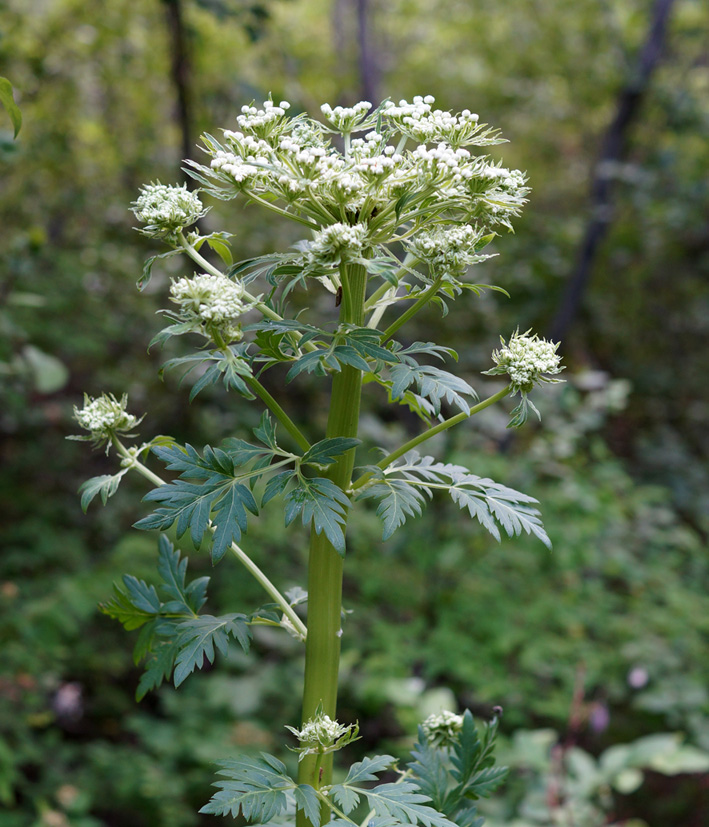 Изображение особи Pleurospermum uralense.