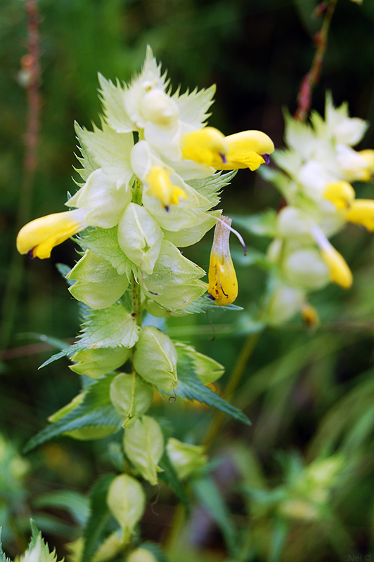 Изображение особи Rhinanthus serotinus.