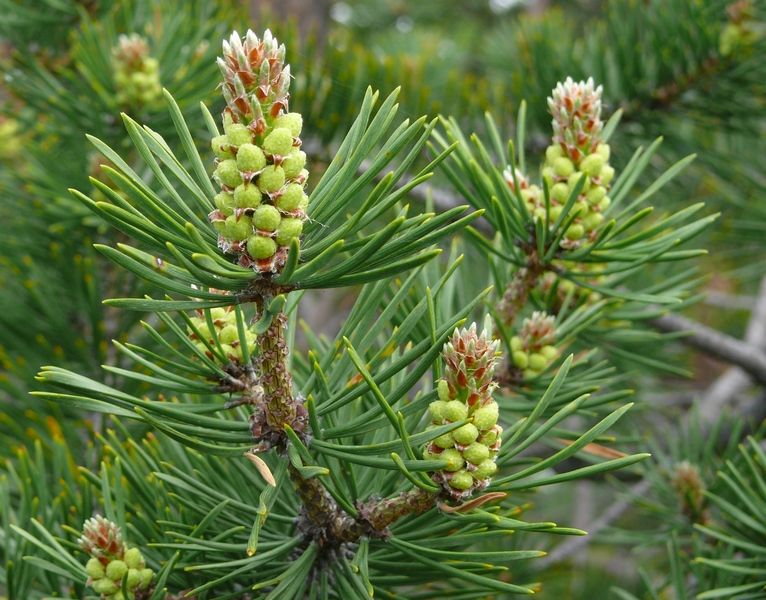 Изображение особи Pinus friesiana.
