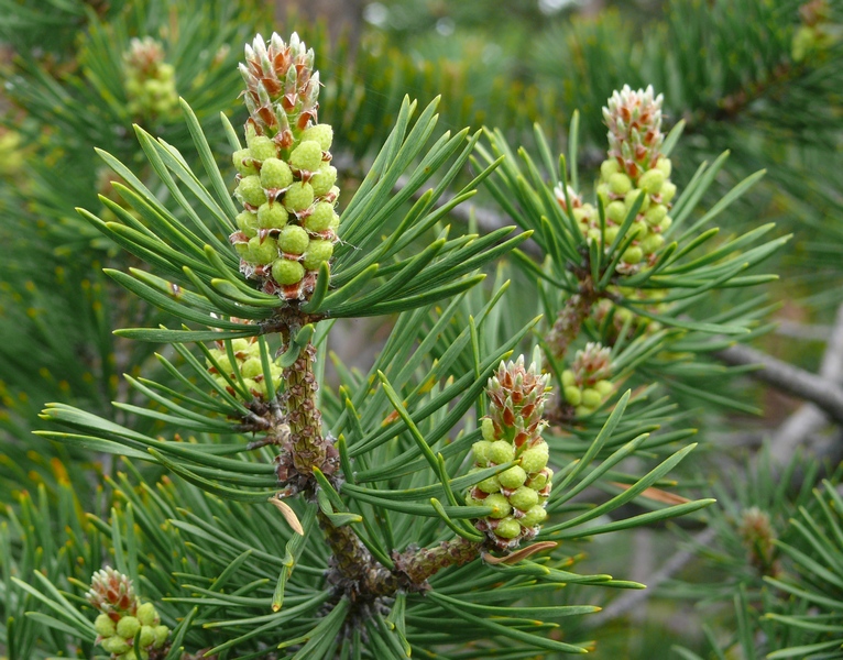 Image of Pinus friesiana specimen.