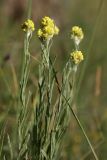 Helichrysum arenarium. Верхушки цветущих растений. Белгородская обл., пос. Борисовка, на сухом степном склоне балки. 27.06.2009.