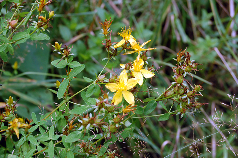Image of Hypericum perforatum specimen.