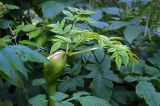 Angelica sylvestris