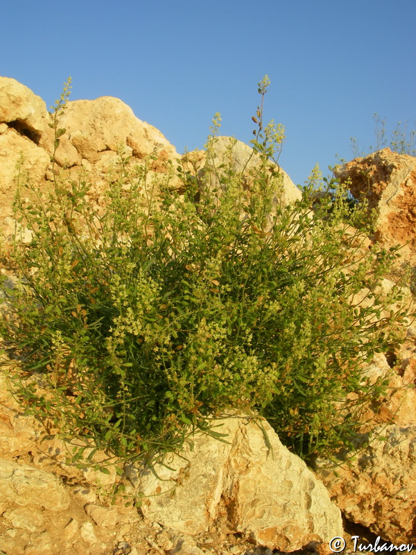 Image of Reseda lutea specimen.