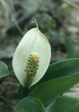 Calla palustris