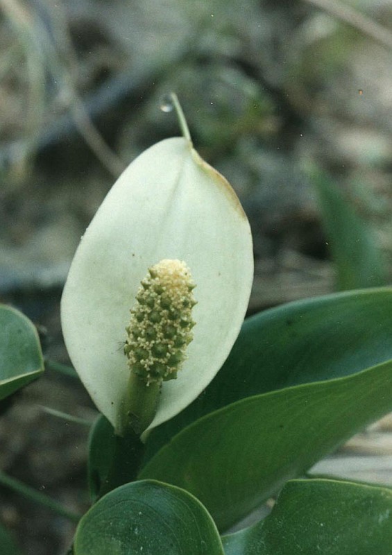 Изображение особи Calla palustris.