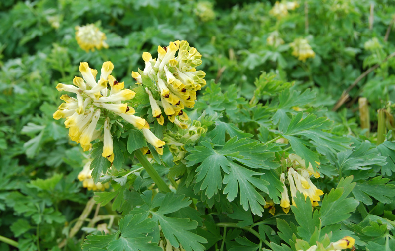 Изображение особи Corydalis nobilis.