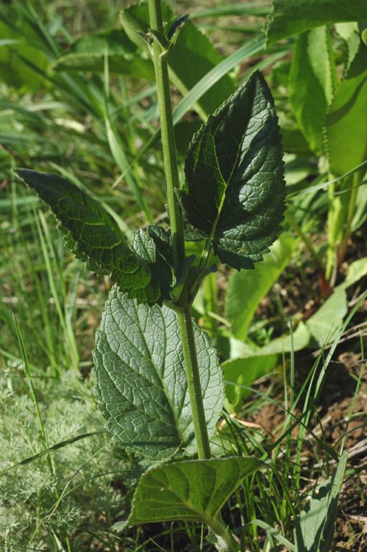Image of Scrophularia heucheriiflora specimen.